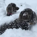 Chalet Domino